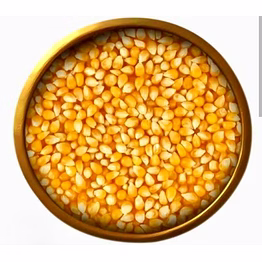 yellow maize (corn)