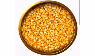 Yellow Maize (Corn)