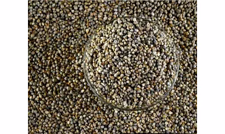 Pearl Millet (Bajra)