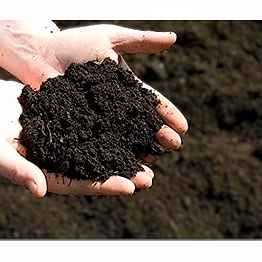cow dung powder