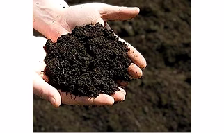 COW DUNG POWDER