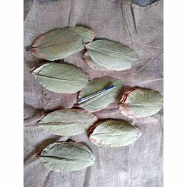 tendu leaves and raw tobacco