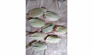 Tendu leaves and Raw tobacco