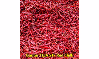 Indian Dry Red Chillies – Teja S17 – Whole Spices For B2B Wholesale, Import, and Distribution Supply