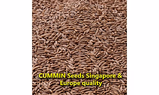 Cumin Seeds (Singapore And Europe Quality) – Whole Spices For B2B Wholesale, Import, and Distribution Supply