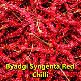 hisako indian dry red chillies – syngenta 5331 – whole spices for b2b wholesale, import, and distribution supply