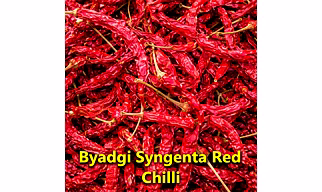 Indian Dry Red Chillies – Syngenta 5331 – Whole Spices For B2B Wholesale, Import, and Distribution Supply
