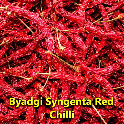 hisako indian dry red chillies – syngenta 5331 – whole spices for b2b wholesale, import, and distribution supply