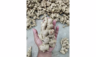 Fresh Ginger