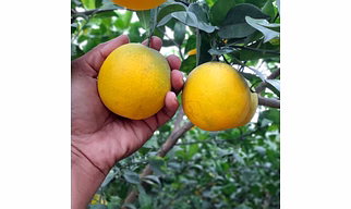 Sweet Lime (Mosambi)