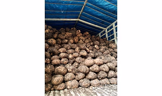 Elephant Yam