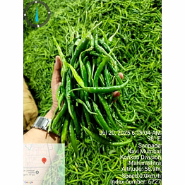 green chilli