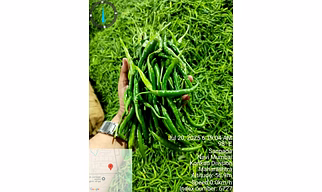 Green Chilli