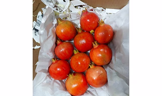 Pomegranate