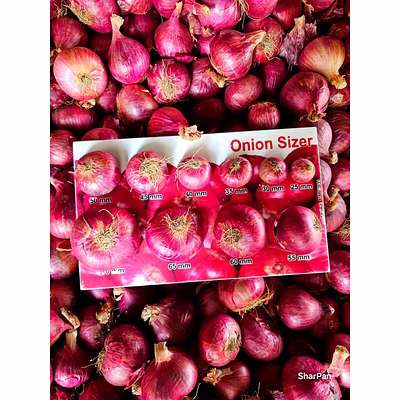 red onion