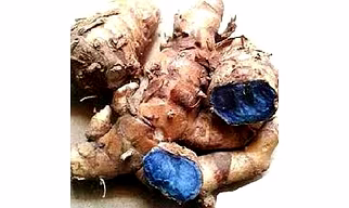 Curcuma caesia