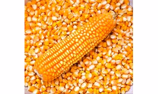 yellow maize