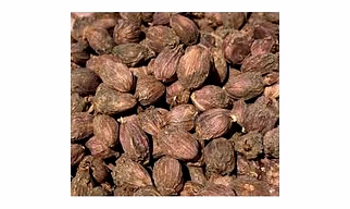 black cardamom