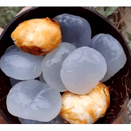 ice apple