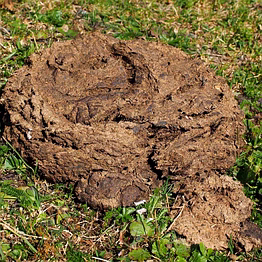 cow and buffalo waste