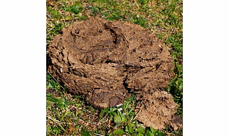 Cow and Buffalo waste