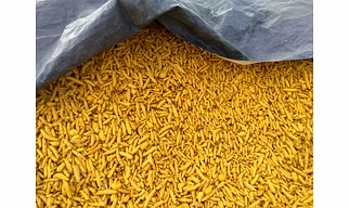 Turmeric Finger-Erode