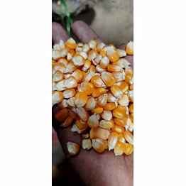 maize corn