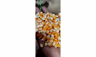 Maize corn