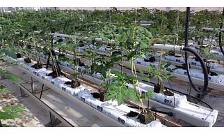 Grow Bags