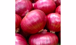 Red Onian 55+
