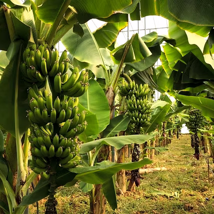 Banana-2