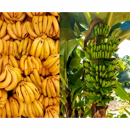 Banana-3