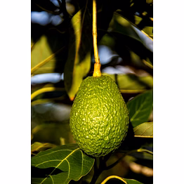 ecobasket avocado