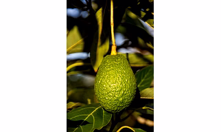Avocado