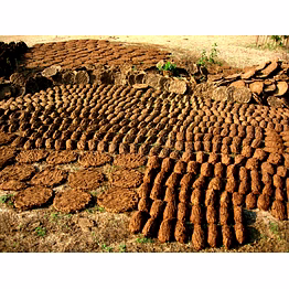 cow dung