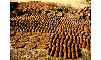 Cow dung