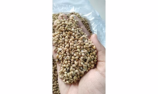 Coriander eagle plus quality