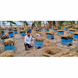 mangrove forest honey
