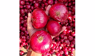 Fresh Indian Red Nasik Onion Export Grade