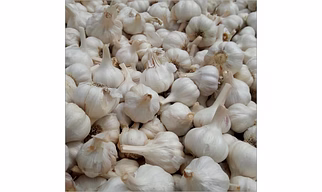 White Garlic Bulbs