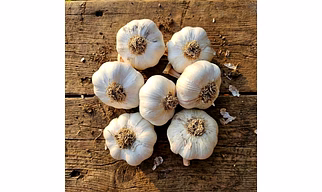 White Garlic Bulbs