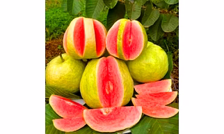 Pink Guava