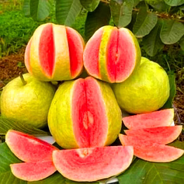 pink guava