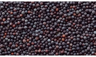 Mustard Seeds