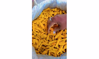 Turmeric Finger Salem Double Polished