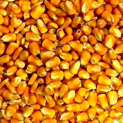 MAIZE GRIT/BROKEN MAIZE-2