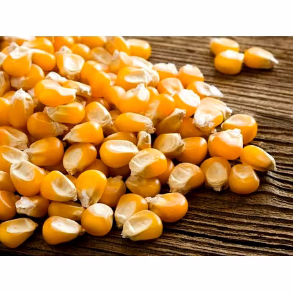 MAIZE-1