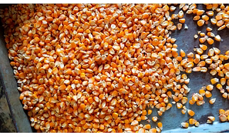Maize