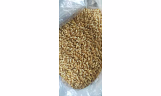Wheat