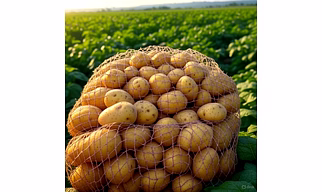 POTATOES
